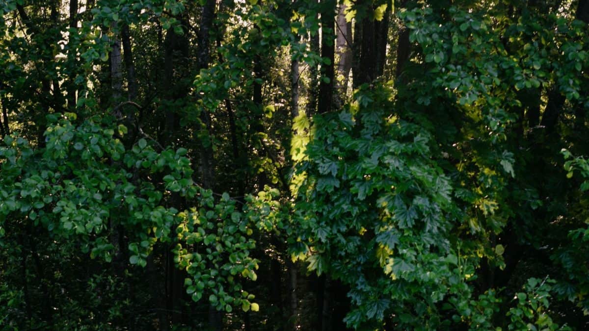 Portugal's Buçaco Forest Becomes World's Fourth Certified Healing Forest