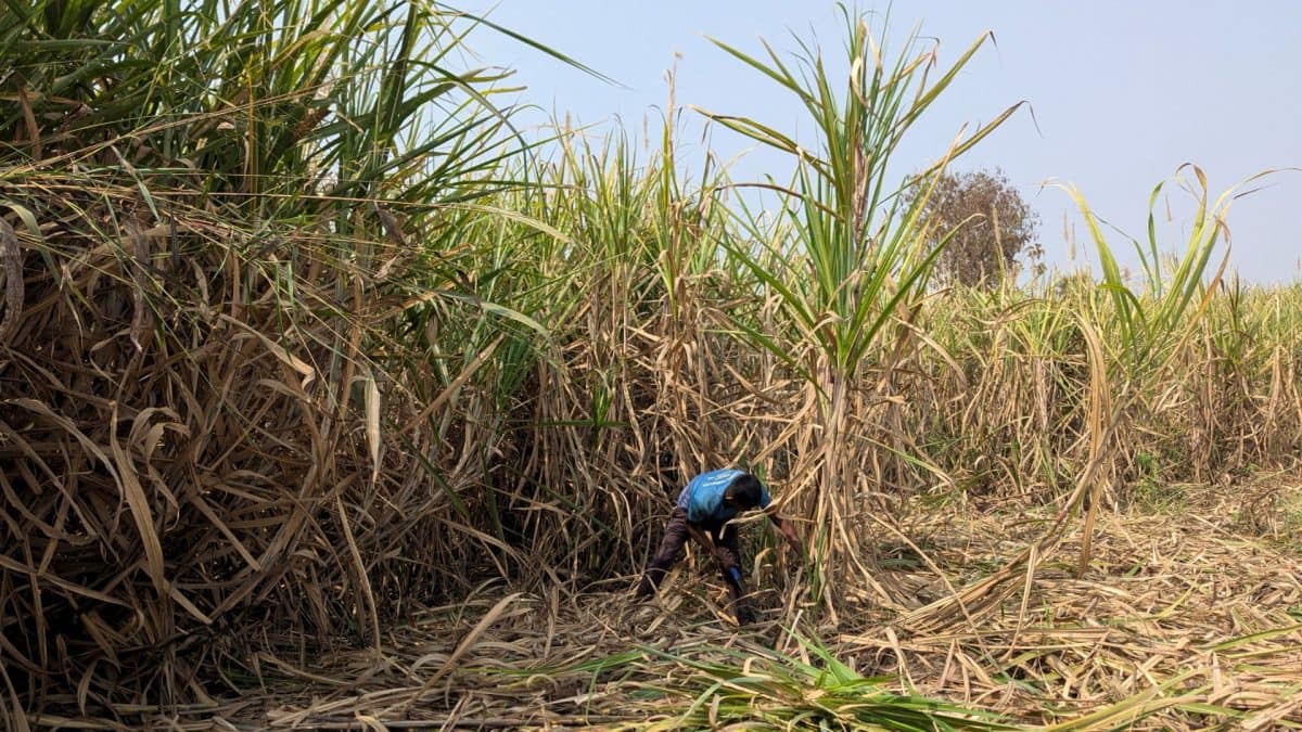 India restricts sugarcane-based ethanol procurement as poor monsoon tightens sugar supplies