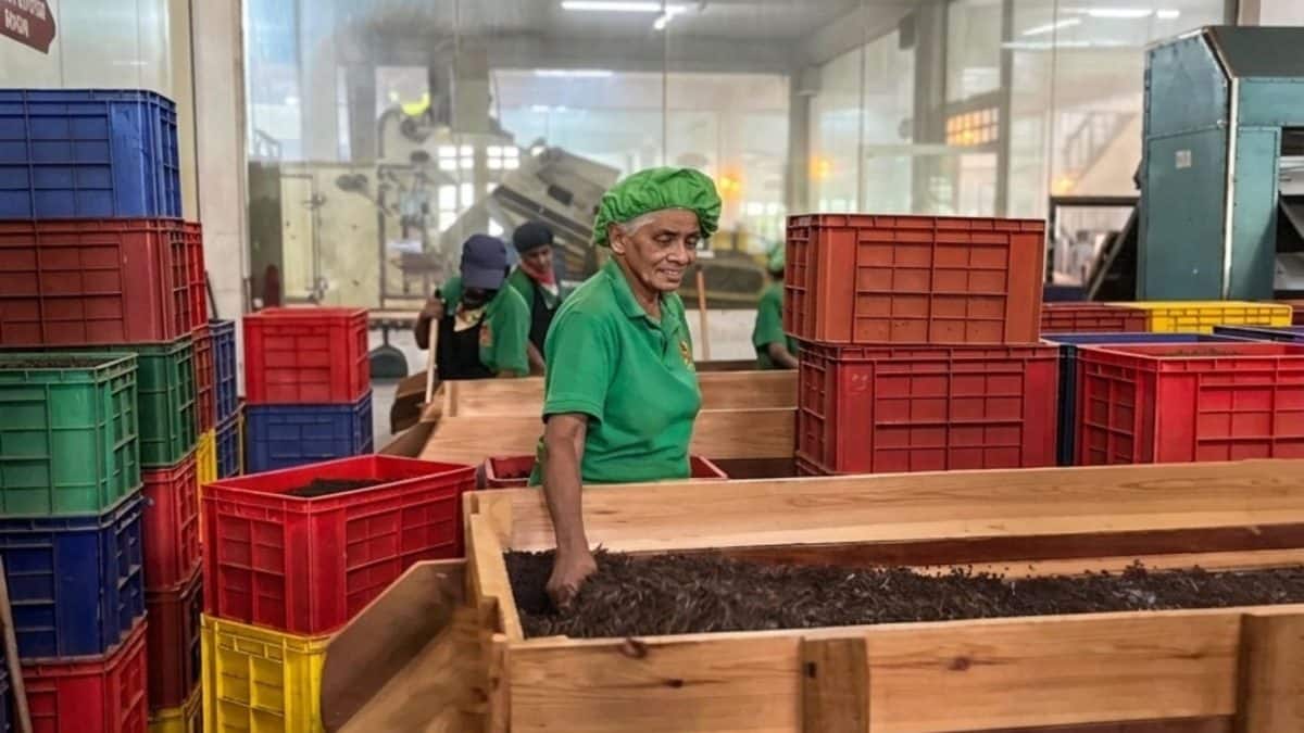 The women behind Ceylon tea: Inside Sri Lanka's century-old tea factories