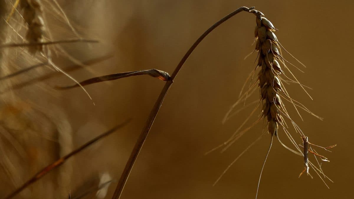 Europe’s Earlier Harvests Expose Rising Climate Risks for Crops