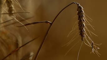 India’s crops face rising heat stress. Europe’s earlier harvests offer a warning. File/Reuters