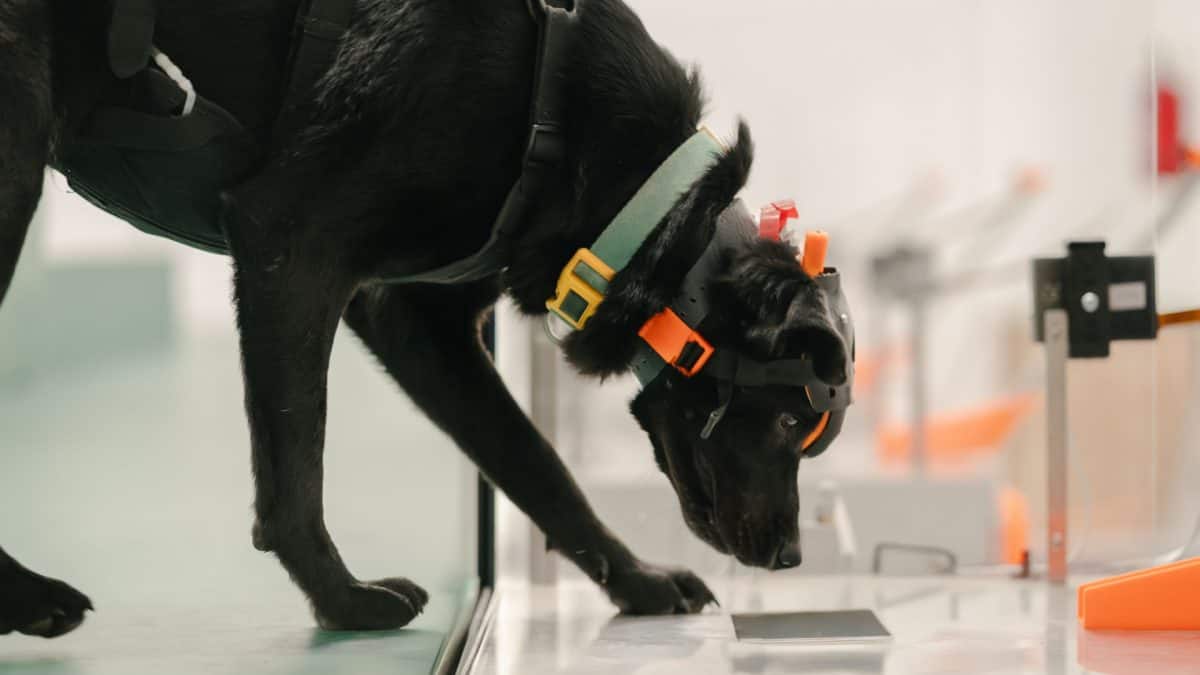 Can dogs sniff cancer? Indian startup turns to man’s best friend for early detection