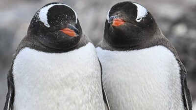 Gentoo penguins at Paradise Bay, Antarctic Peninsula, home to the southern gentoo species. File photo: AFP
