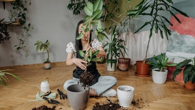 Indoor greenery adds texture and warmth, instantly amping up ordinary living spaces (Photos: Pexels)