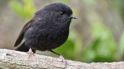 The once almost extinct Black Robin wins New Zealand's Bird Of The Year 2026. (Photo: Instagram/Oscar Thomas Photography)
