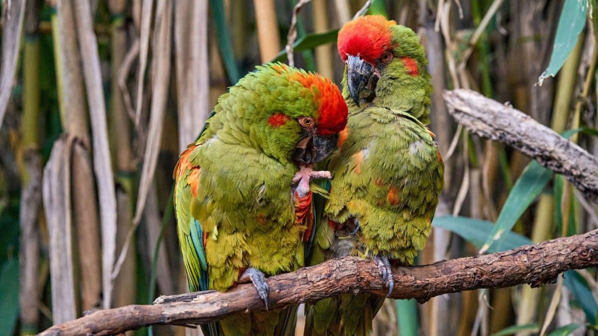 Endangered Thick-Billed Parrot Shows Strong Nesting Season in Mexico