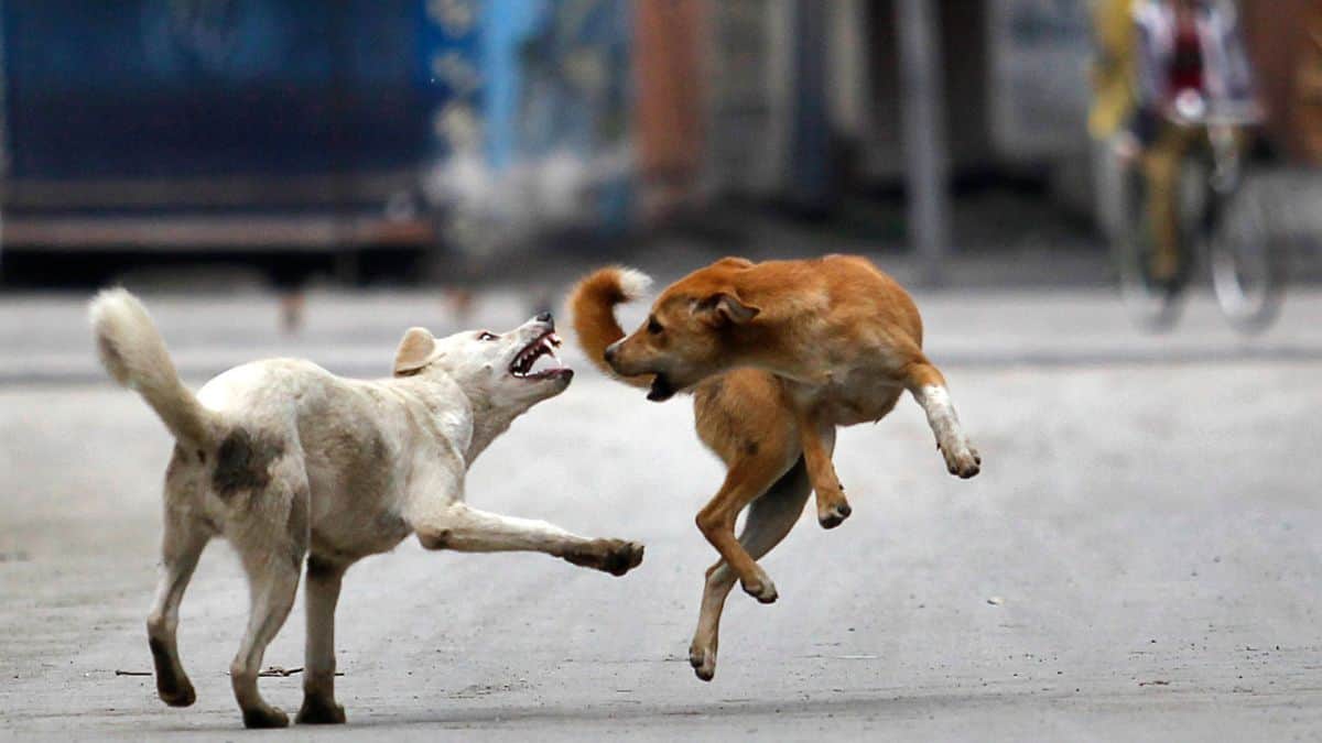 Why India is scrambling to track down 'fake' rabies shots