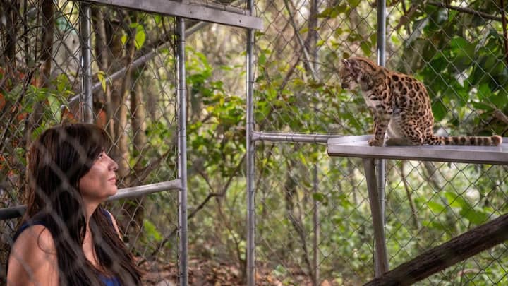 New Wild Cat Species Discovered In Bolivia First In Over 100 Years new-wild-cat-species-discovered-in-bolivia-first-in-over-100-years