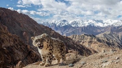 A wild snow leopard framed against the frozen mountains of Ladakh, captured during a three-year project by celebrated German wildlife photographer Sascha Fonseca. Image: @sascha.fonseca/Instagram