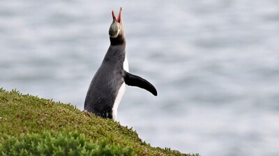 A yellow-eyed penguin honking. File photo: AFP