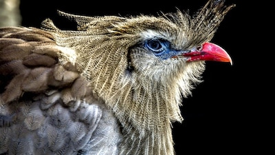 A red-legged seriema in Northern France. File photo: AFP