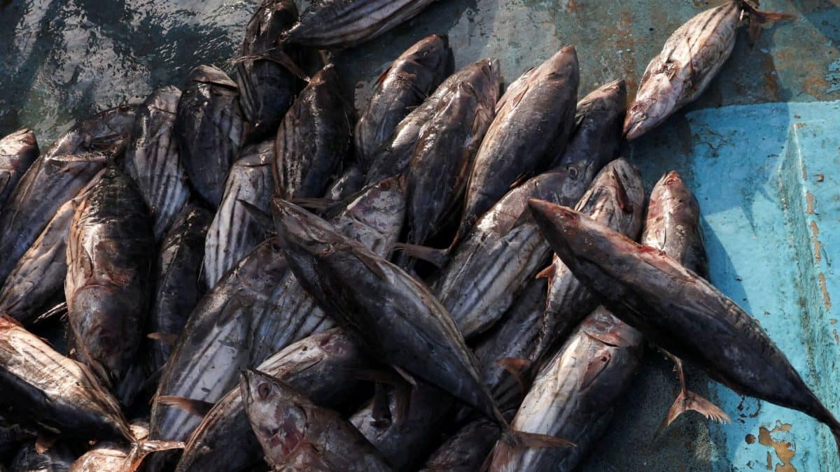 Why Bihar has cautioned its people from buying fish after Nepal's floods