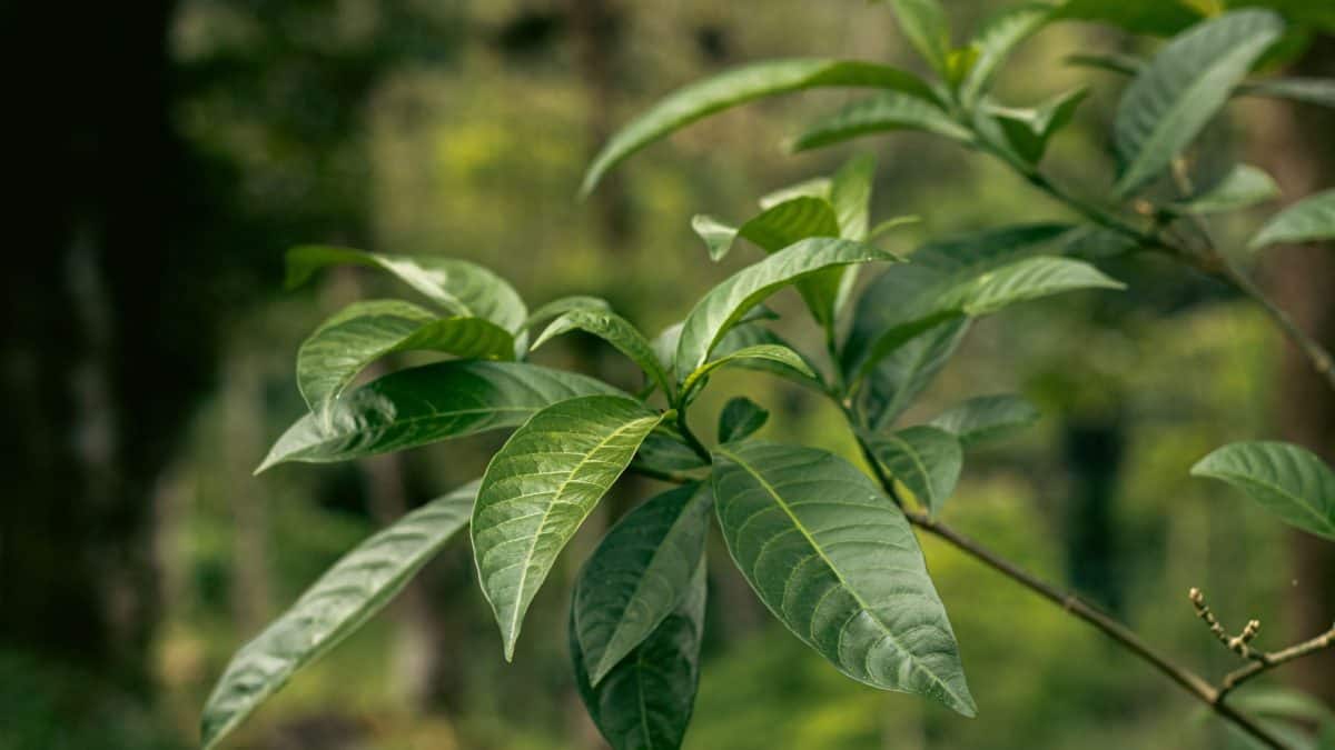 Rare Assam Plant Rediscovered After 180 Years On Hillside