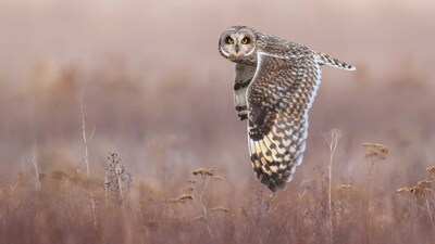 Eye-to-Eye with a Short-Eared Owl: A short-eared owl courses over the salt marshes of British Columbia’s Fraser River delta. Image Courtesy: Ivan Sjögren/Bird Photographer of the Year