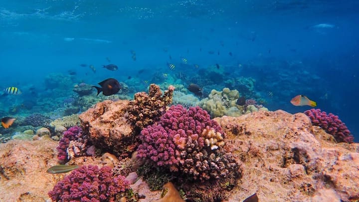 Coral reefs are running out of time to recover from repeated bleaching