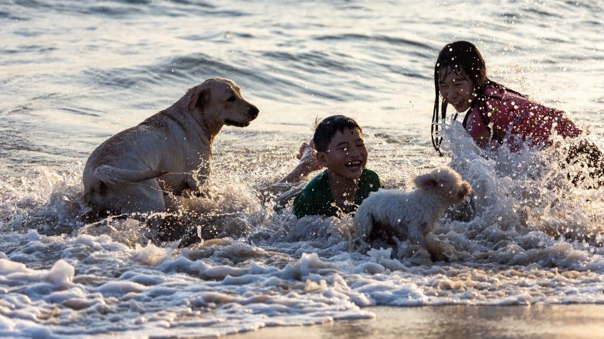 Happy Paw-liday: The travel diaries of rich pets and the parents who pamper them