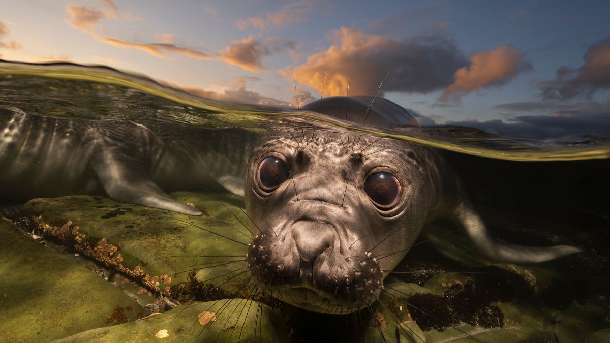 Underwater Photographer of the Year 2026: Stunning Winning Images Revealed