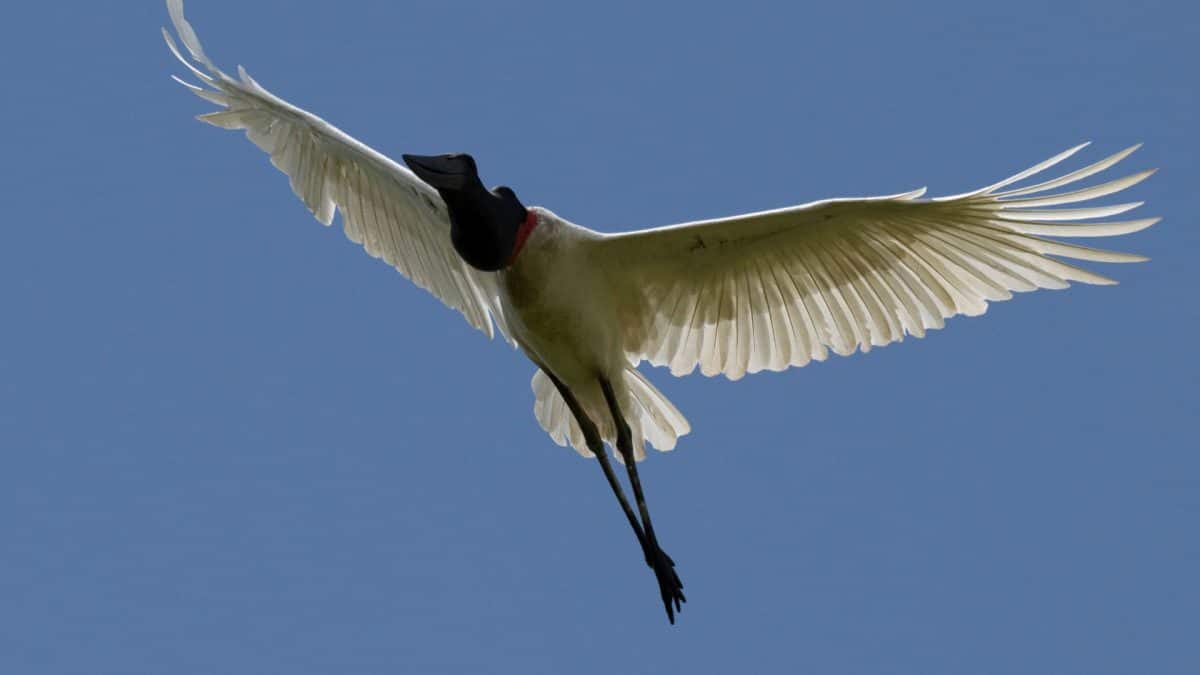 Migratory Bird Declines Prompt Landmark Global Conservation Declaration