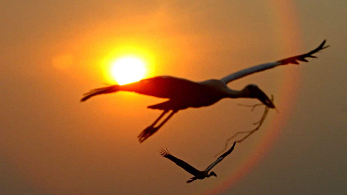 India’s declining birdlife affects more than biodiversity