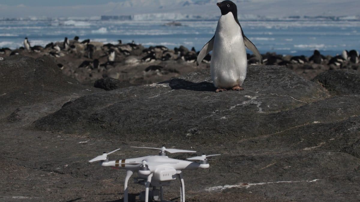 Penguin droppings linked to green snow algae in Antarctica, study finds