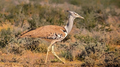 The fight to save the Great Indian Bustard is not loud or visible, but on the ground in Rajasthan, small, consistent efforts are making all the difference. Photo: Pixabay