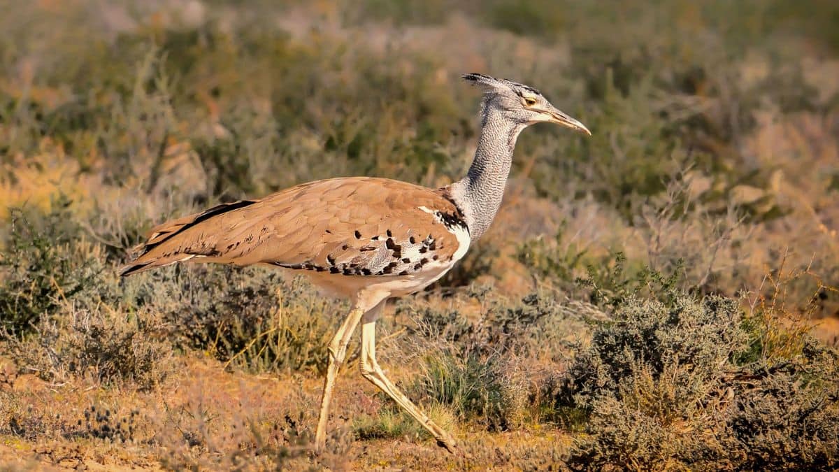 Great Indian Bustard Conservation Focuses on Small, Local Solutions