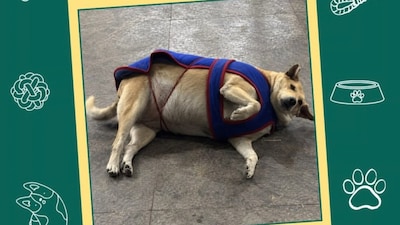 Late SDA Market favorite Gola claims the "Fat Dog of Delhi" title in a city-wide vote that drew over 94,000 online and offline ballots. Image: @fatdogsofdelhi/Instagram