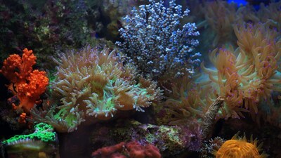 Coral reef in the Red Sea, where researchers tested probiotic treatments on bleaching-prone corals during a 2022 heat wave. Representational photo: Pexels