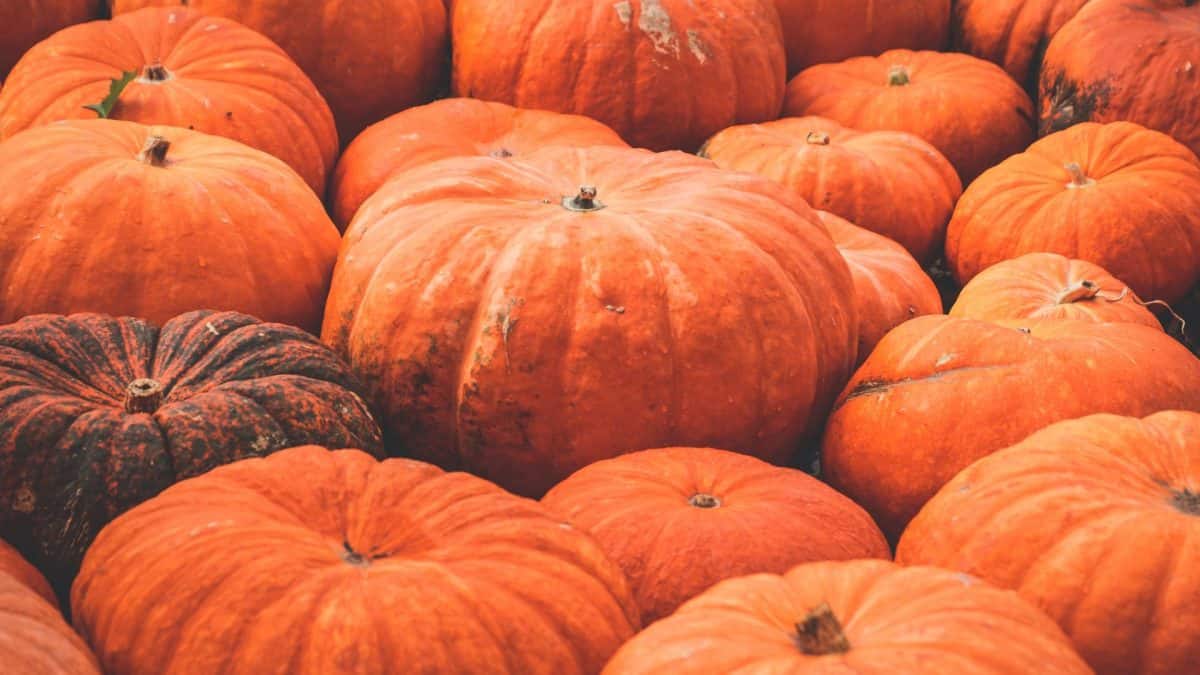 Kelowna grower wins BC Giant Pumpkin Contest by one pound with 1,485 ...