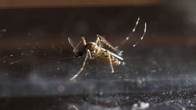 Florida Faces Record Dengue Outbreak as Local Cases Surge in US