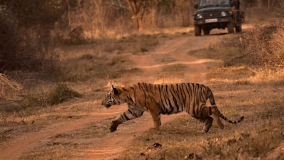 Strict seat allocation and automated GPS monitoring are transforming the wildlife safari experience across India this season. Representational Image/Pexels