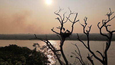 Forest fires in Brazil. Climate change is amajor cause of the decline of wildlife. File photo: AFP