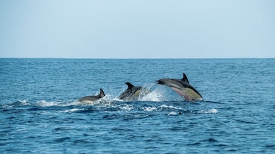 A Ganges river dolphin surfacing. Representational photo: Pexels