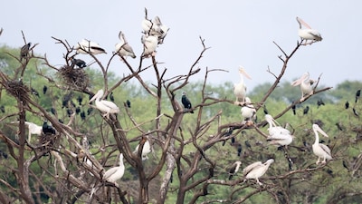By November, India transforms into one of the world's most important wintering grounds for international migratory birds travelling via the Central Asian Flyway. Representational Image/Pexels