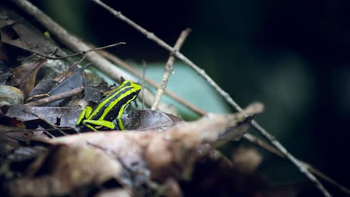 New frog and caecilian species found in India in 2026, but a third of ...