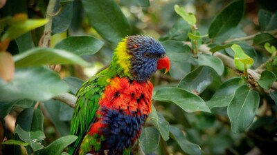 A parrot perches on a branch. Biodiversity loss remains a global concern as countries struggle to meet their 2030 conservation targets. Photo: Pexels