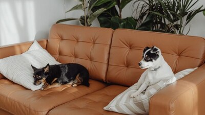 A house should be designed keeping in the mid the size of the pack. Photos: Pexels