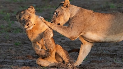 Push Over: A lion pride was playing in the riverbed of Ruckomechi in Zimbabwe. One seems to be pushed by the other. Image Courtesy: 	Barbara Seiberl-Stark/Nikon Comedy Wildlife Awards 2026