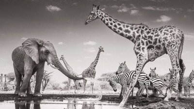 The Meeting Place: A young bull elephant spray a group of zebra as they congregate in Kenya’s Chyulu hills. Image Courtesy: James Lewin/Wildlife photographer of the year 2026