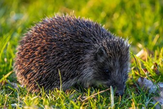 The hedgehog will be one of four animals on the Bank of England’s next series of banknotes, alongside the barn owl, buff-tailed bumblebee and Atlantic puffin. Photo: Pexels