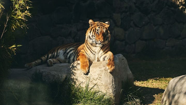 Why are Indian cities seeing more human-wildlife encounters? Shrinking ...