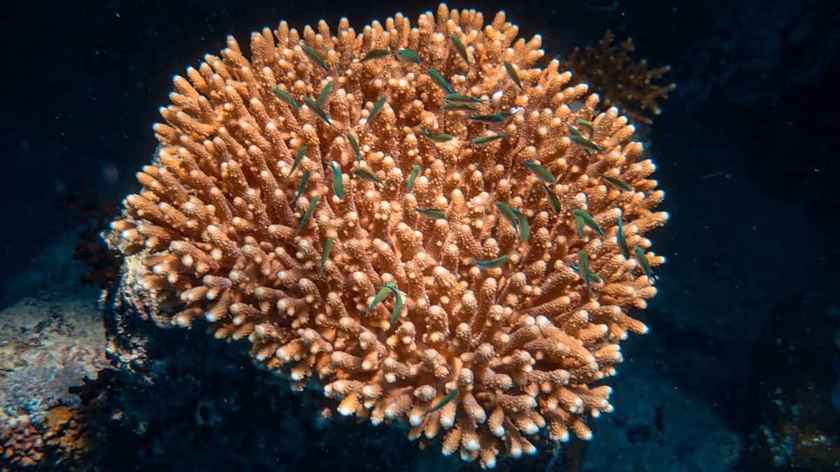 Maui coral reefs near wastewater plants and farms show signs of pollution stress, study finds