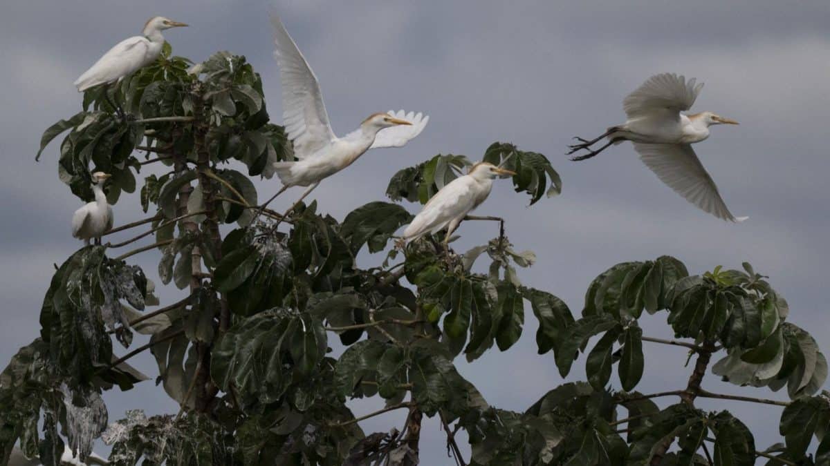 New Digital Hub Pools Central Asian Flyway Bird Data