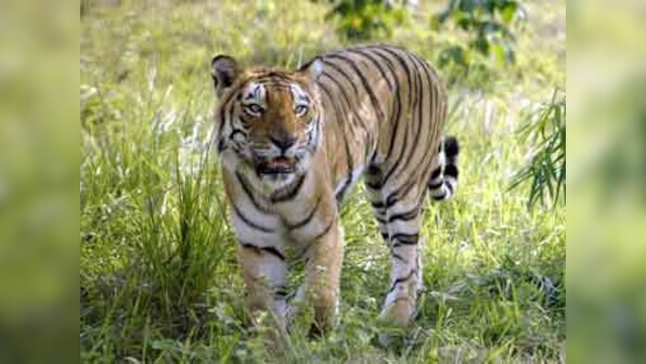 Watch: Royal Bengal Tiger swims for hours in Brahmaputra river; relocated successfully