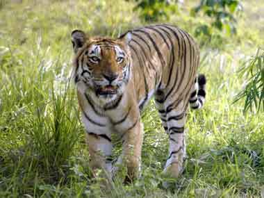 Watch: Royal Bengal Tiger swims for hours in Brahmaputra river; relocated successfully Watch: Royal Bengal Tiger swims for hours in Brahmaputra river; relocated successfully