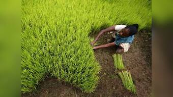 We won't sow: India's farmers in crop holiday mood