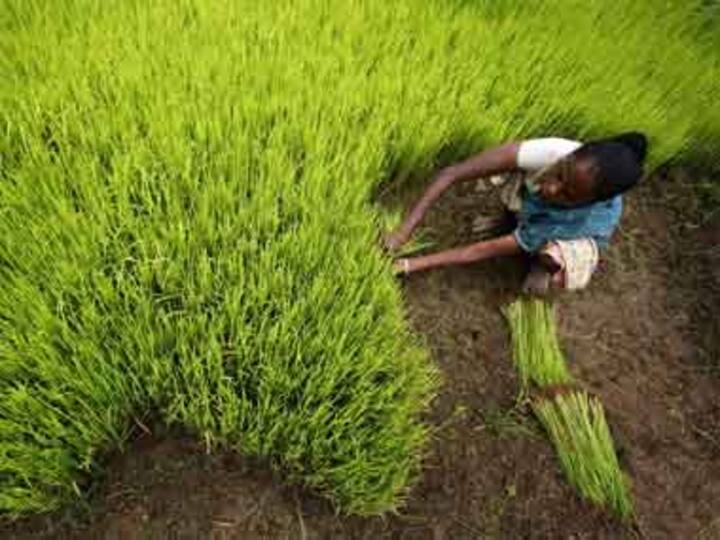 We won't sow: India's farmers in crop holiday mood