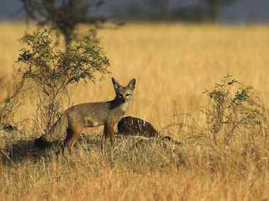 How dogs have played a part in killing wildlife How dogs have played a part in killing wildlife