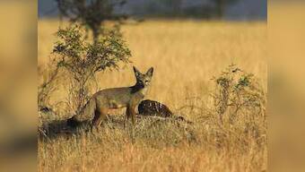 How dogs have played a part in killing wildlife