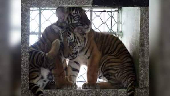Monster dilemma: Tiger cubs vs 9 percent GDP